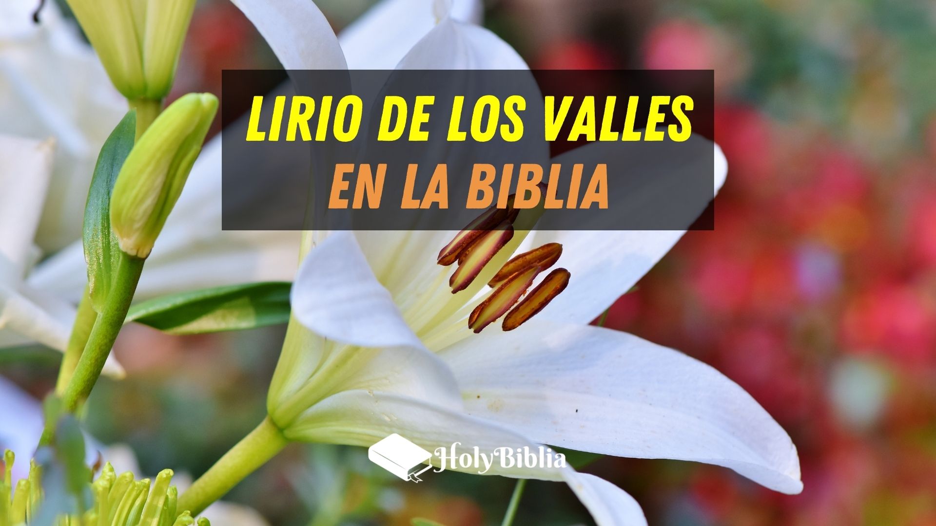 Qué significa lirio de los valles según la Biblia